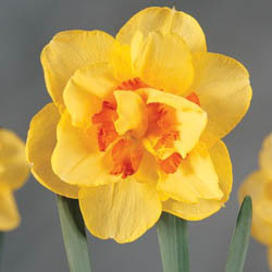 Narcissus Tahiti, Daffodil Tahiti